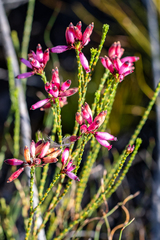 Erica cristata