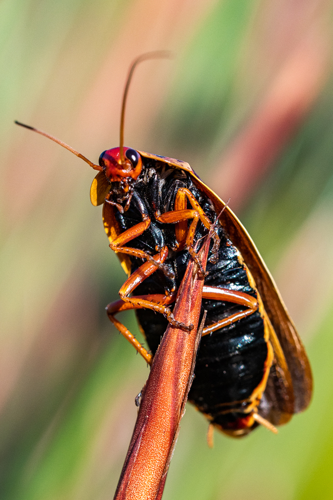 Cape Mountain Cockroach