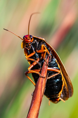 Cape Mountain Cockroach