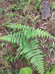Pteridium revolutum