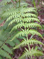 Pteridium revolutum