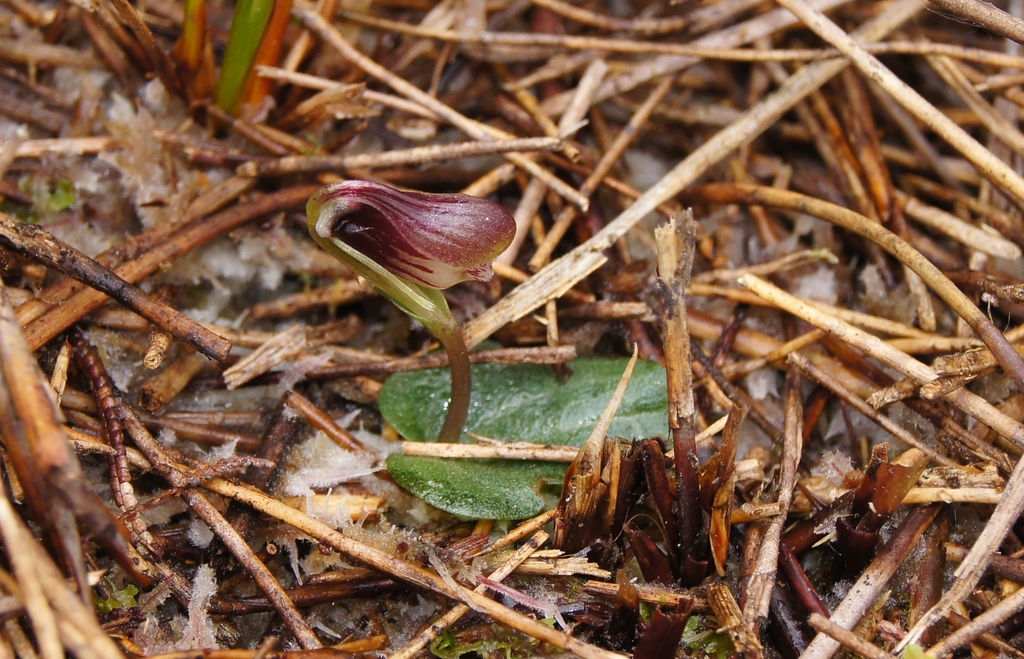 Corybas carsei