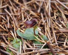 Corybas carsei