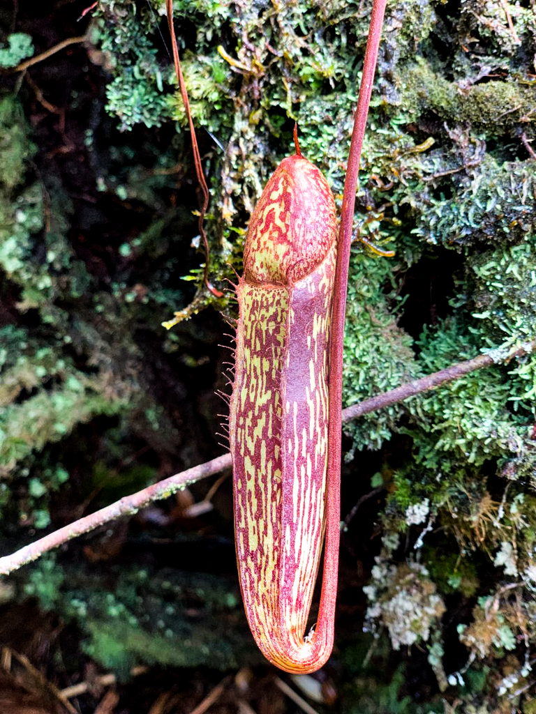Nepenthes berbulu H.L.Tan, G.Lim, Mey, Golos, Wistuba, S.McPherson & A.S.Rob.