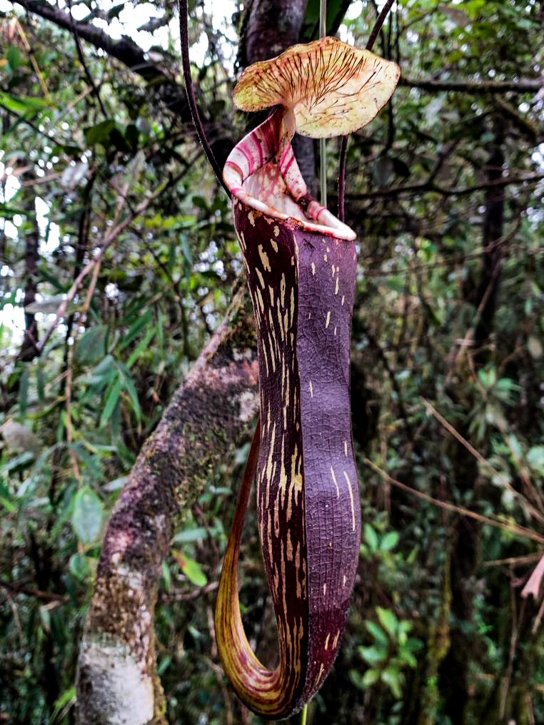 Nepenthes berbulu H.L.Tan, G.Lim, Mey, Golos, Wistuba, S.McPherson & A.S.Rob. 2