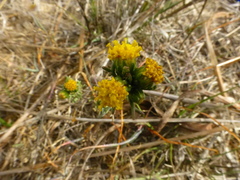 Marasmodes trifida