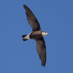 Hirundapus caudacutus