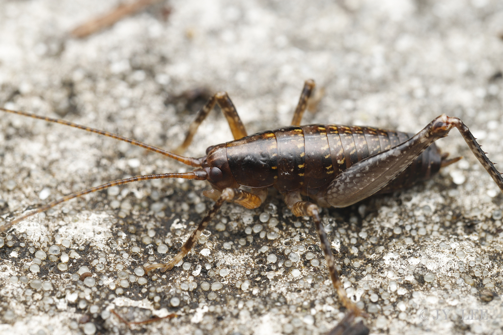 Anoplophilus koreanus