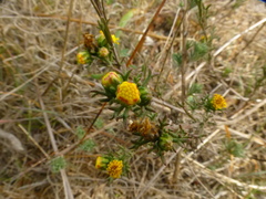 Marasmodes trifida