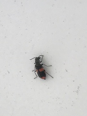 Anthocomus fasciatus