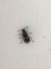 Anthocomus fasciatus