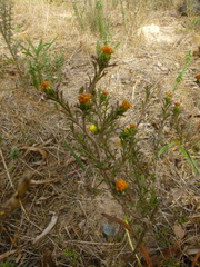 Marasmodes trifida