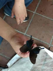 Papilio bianor thrasymedes
