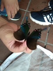 Papilio bianor thrasymedes