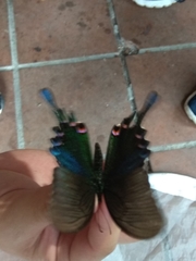 Papilio bianor thrasymedes