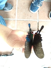 Papilio bianor thrasymedes