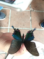 Papilio bianor thrasymedes