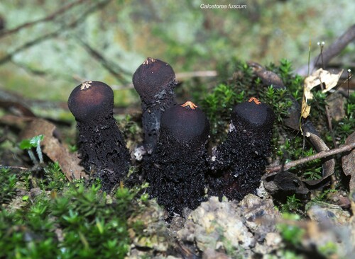 Calostoma fuscum