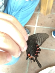 Papilio bianor thrasymedes