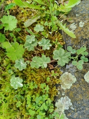 (c) carnifex, some rights reserved (CC BY) Alchemilla erythropoda, photograph (c) carnifex, some rights reserved (CC BY)
