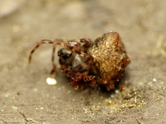 Phoroncidia americana