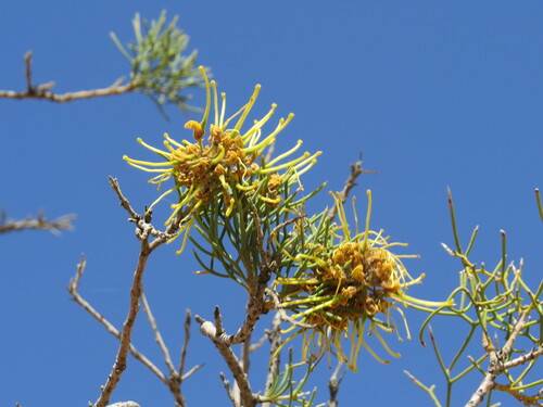Image of Hakea eyreana by (c) ian_mcallan, some rights reserved (CC BY)