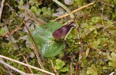 Corybas carsei