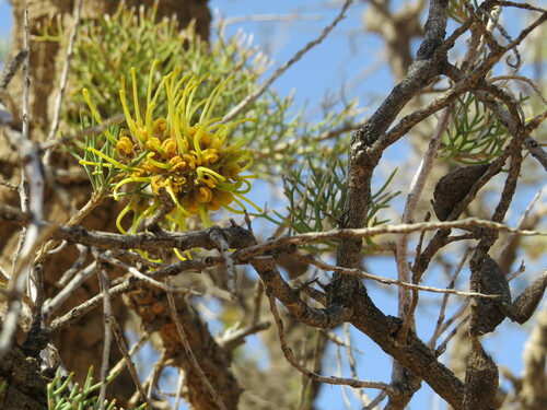 Image of Hakea eyreana by (c) ian_mcallan, some rights reserved (CC BY)