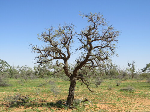 Image of Hakea eyreana by (c) ian_mcallan, some rights reserved (CC BY)