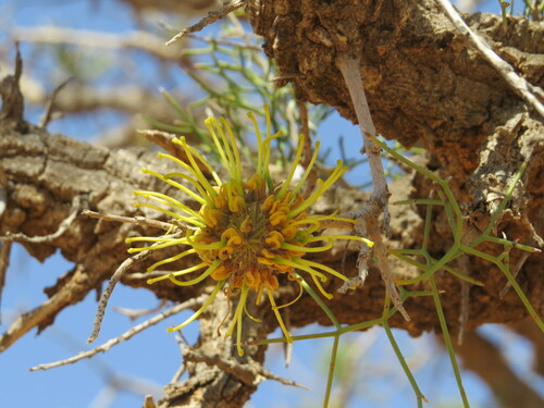 Image of Hakea eyreana by (c) ian_mcallan, some rights reserved (CC BY)