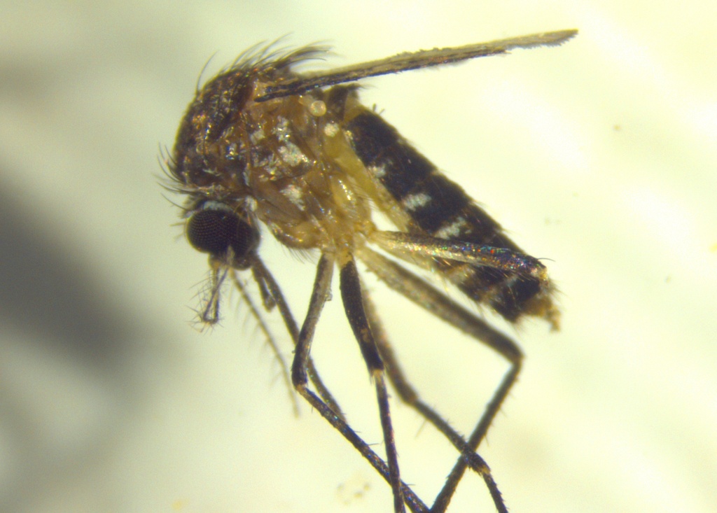 Aedes tremulus