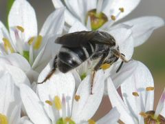 Lasioglossum sexnotatum
