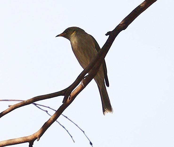 Fuscous Honeyeater from Kamarooka VIC 3570, Australia on May 3, 2024 at ...