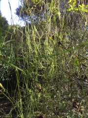Cassytha paniculata
