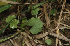 Hydrocotyle moschata moschata