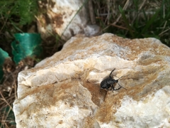 Otiorhynchus caudatus