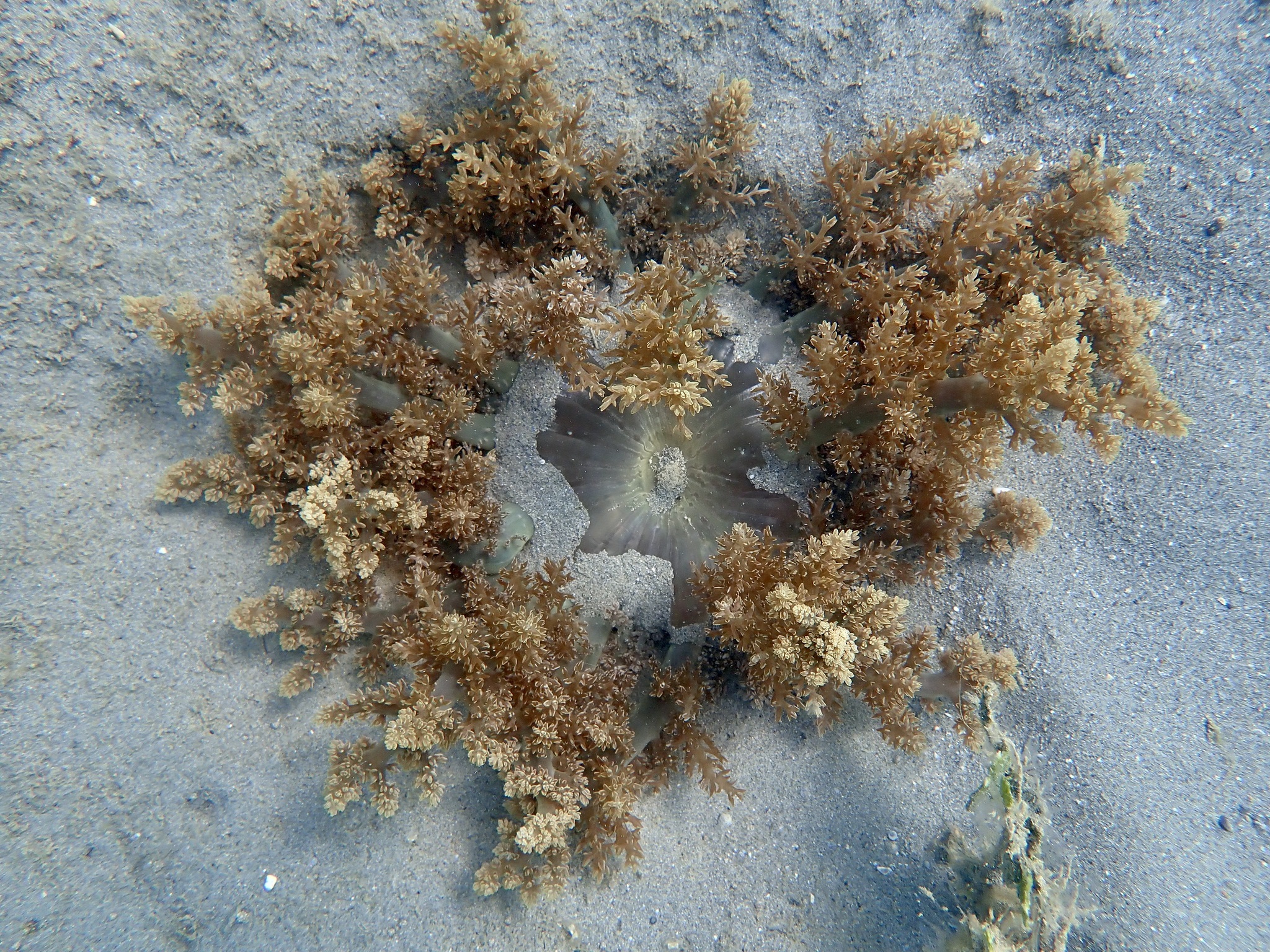 Actinodendron arboreum (Quoy & Gaimard, 1833)