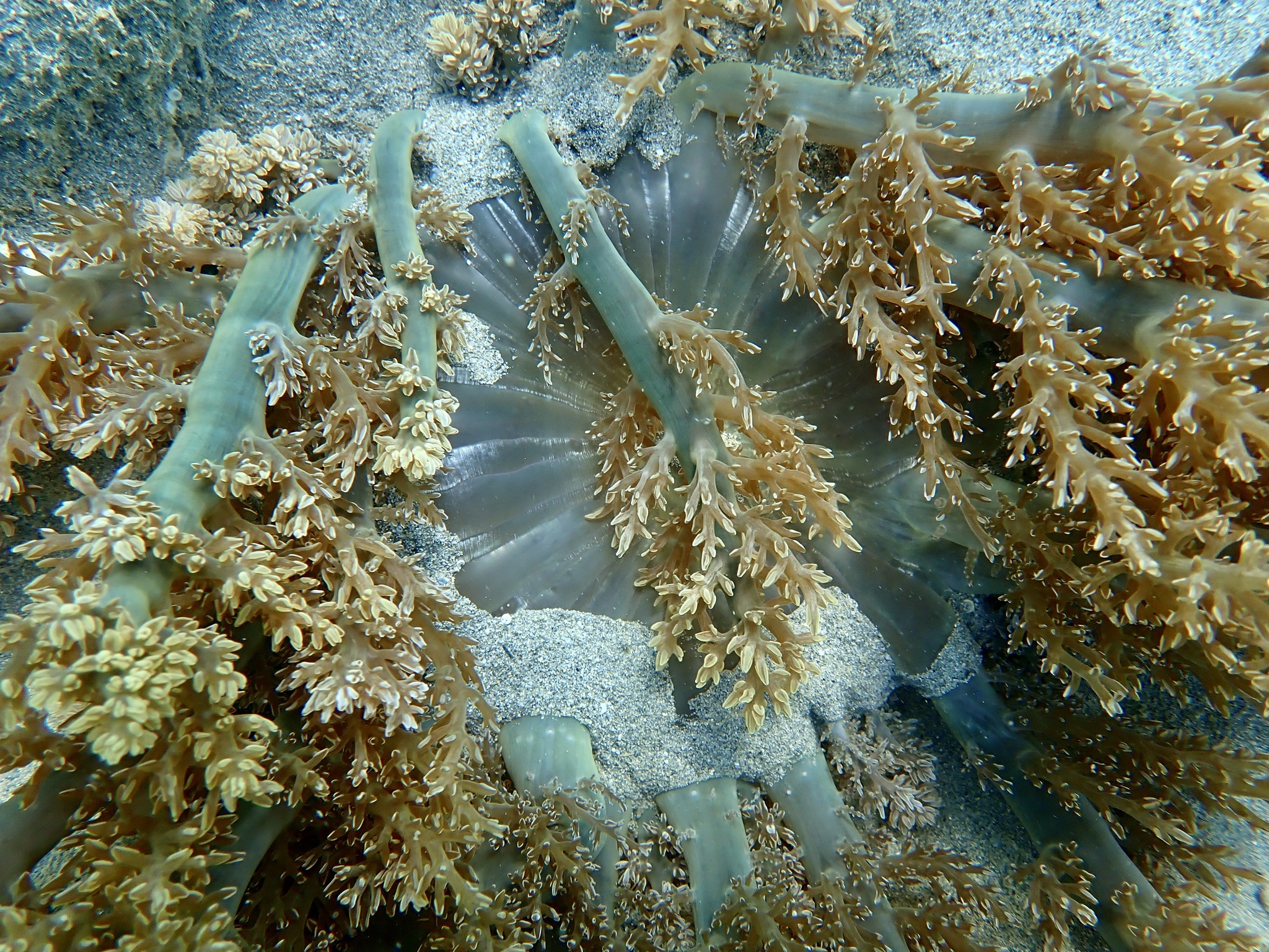 Actinodendron arboreum (Quoy & Gaimard, 1833)