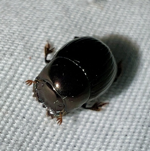 Ateuchus histeroides photo 3