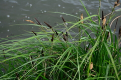 Carex riparia