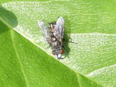 Metopia argyrocephala