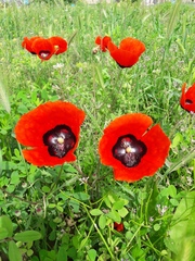 Papaver pavoninum