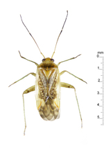 Diomocoris