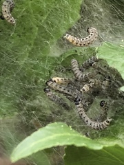 Yponomeuta cagnagella