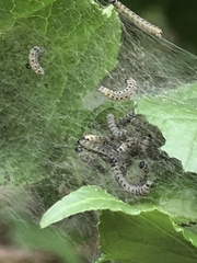 Yponomeuta cagnagella