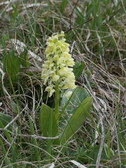 Orchis pallens