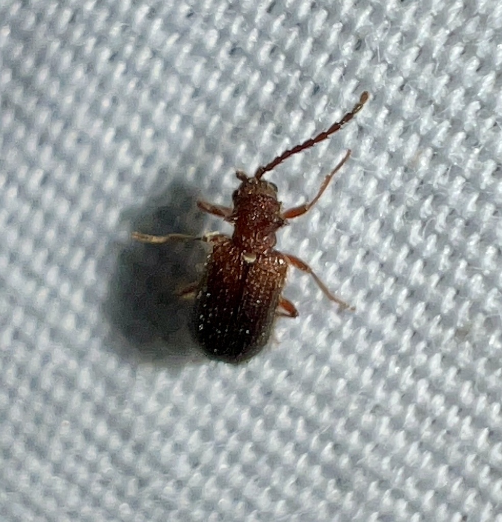 Ptinus falli