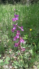Orchis anatolica