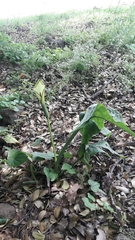 Arum hygrophilum