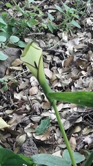 Arum hygrophilum